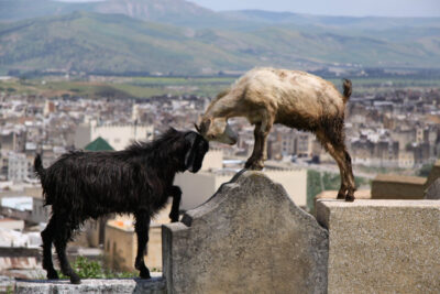 Untamed Morocco Rally Training - Image 17